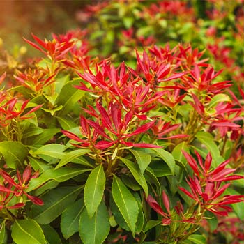 Pieris