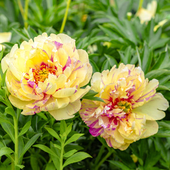 Pivoňka (Ito hybrid)