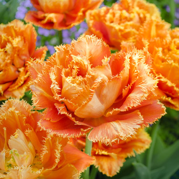 Plnokvětý tulipán