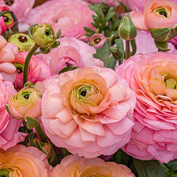 Pryskyřník (Ranunculus)