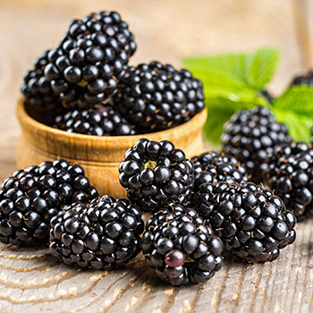 Remontantní ostružiny