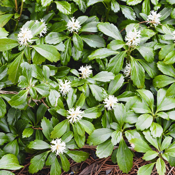 Tlustonitník (Pachysandra)