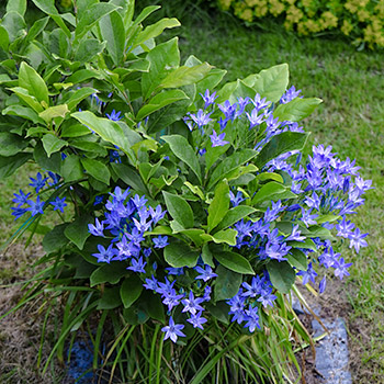 Triteleia
