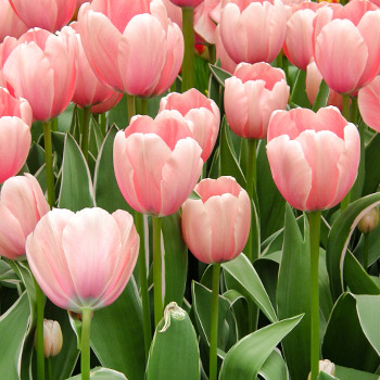 Tulipán Darwin hybrid