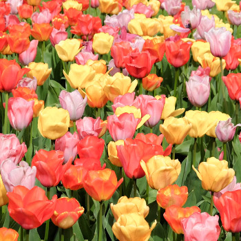 Tulipán Triumph