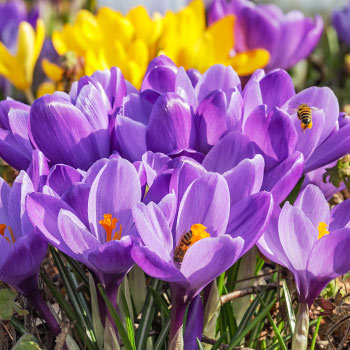 Velkokvětý krokus