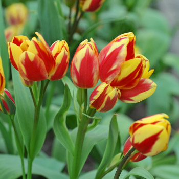 Vícebarevný tulipán