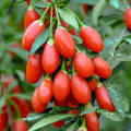 Goji Big Berry, P9 obrázek 1 artikel 1582