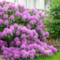 Rododendron Roseum Elegans, P9 artikel fotografie 1 Rododendron Roseum Elegans, P9 obrázek 1 artikel 9089