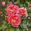 Růže floribunda Designer Sunset®, C3 obrázek 1 artikel 4984