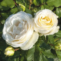 Růže floribunda Pearl Vaza®, C3 obrázek 1 artikel 4977