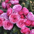Růže floribunda Pink Vaza®, C3 obrázek 1 artikel 5004