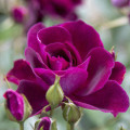 Růže floribunda Burgundy Iceberg®, C5 obrázek 2 artikel 6146