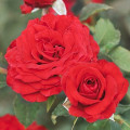 Růže floribunda Carmine™ Vaza ®, С3 artikel fotografie 1 Růže floribunda Carmine™ Vaza ®, С3 obrázek 1 artikel 6171