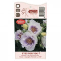 Růže floribunda Eyes for You®, C5 obrázek 5 artikel 5507