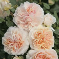 Růže floribunda Garden of Roses®, C5 artikel fotografie 1 Růže floribunda Garden of Roses®, C5 obrázek 1 artikel 5822