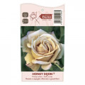 Růže floribunda Honey Dijon®, C5 artikel fotografie 3 Růže floribunda Honey Dijon®, C5 obrázek 3 artikel 6144