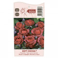 Růže floribunda Hot Cocoa®, C5 obrázek 5 artikel 5509