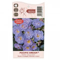 Růže floribunda Pacific Dream®, C5 obrázek 5 artikel 6148