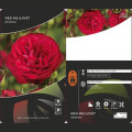 Růže floribunda Red Meilove ®, С3 obrázek 2 artikel 4555