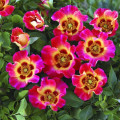 Růže floribunda Sunshine Babylon Eyes®, C5 obrázek 1 artikel 5517