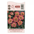 Růže floribunda Sunshine Babylon Eyes®, C5 obrázek 3 artikel 5517