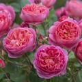 English Rose Boscobel®, C5 obrázek 1 artikel 5498