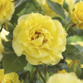 Růže pnouca Golden Climber®, C3 artikel fotografie 2 Růže pnouca Golden Climber®, C3 obrázek 2 artikel 5826