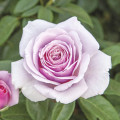Růže velkokvětá Pacific Blue®, C5 obrázek 1 artikel 6161