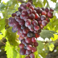Vinná réva Canadice, Р9 obrázek 1 artikel 5639