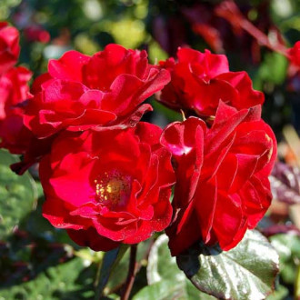 Růža floribunda Europana obrázek 2