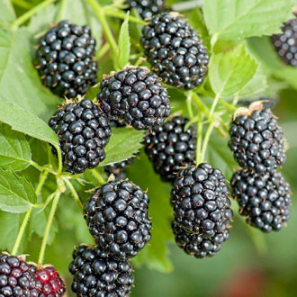 Ostružina Gallant obrázek 18