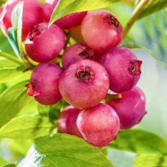 Borůvka Pink Blueberry obrázek 2