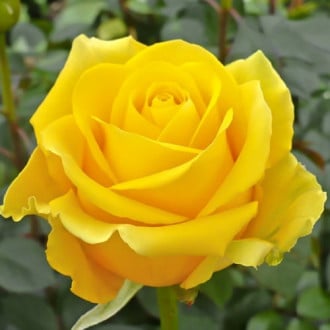 Růže velkokvětá Doriana obrázek 2