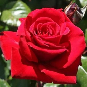 Růža velkokvětá Fulgurante  obrázek 3