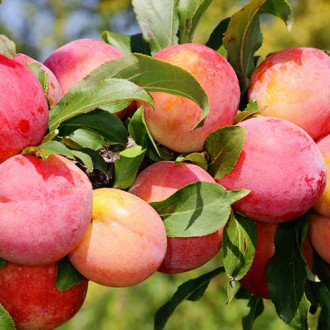 Slivoň Red Freedom obrázek 15