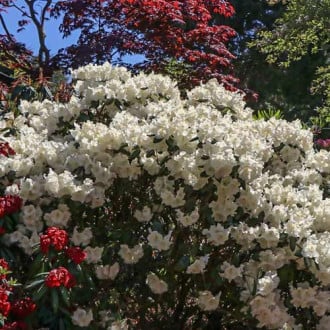 Rododendron Gartendirektor Rieger obrázek 5