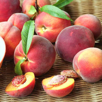 Broskvoň Carlo obrázek 18