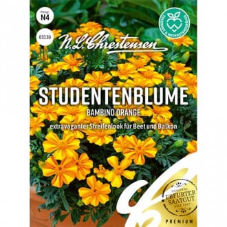 Aksamitník rozkladitý Bambino Orange obrázek 4