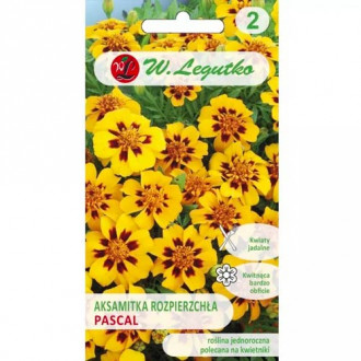 Aksamitník rozkladitý o jednotlivých květinách Pascal obrázek 5