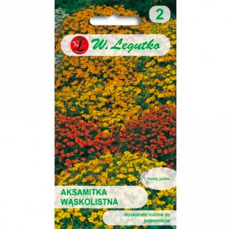 Aksamitník úzkolistý, směs obrázek 14