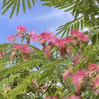 Albizia Ombrella PBR, C7,5 obrázek 2