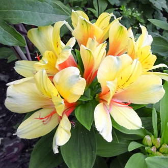 Alstroemeria Spring Valley® Tesvalsprin, С2 obrázek 3