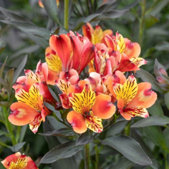 Alstroemeria Summer Breeze® Tessumbre, С2 obrázek 4