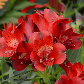Alstroemeria Summer Pepper® Tessumpep, С2 obrázek 5