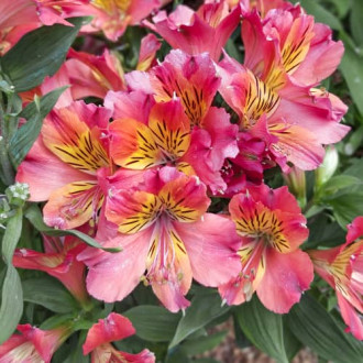 Alstroemeria Valley Girl® Tesvalgirl, С2 obrázek 6