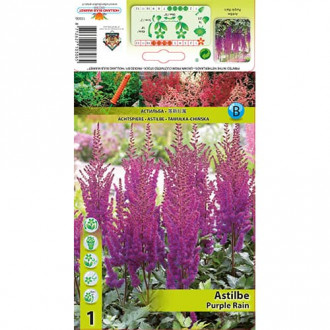 Astilbe Purple Rain obrázek 1