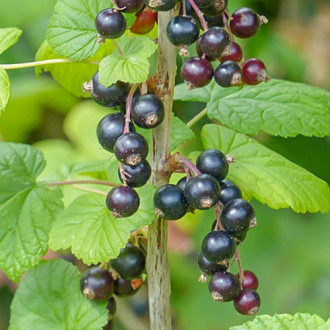 Rybíz černý Ben Lomond fotografie 13 Rybíz černý Ben Lomond obrázek 13