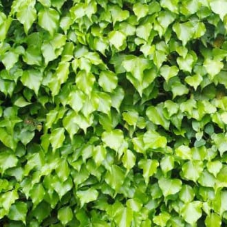 Břečťan Green Ripple fotografie 7 Břečťan Green Ripple obrázek 7