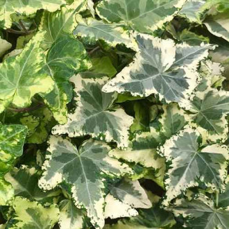 Břečťan Kolibri obrázek 8